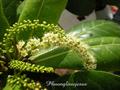 Terminalia catappa